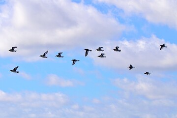 Zugvögel in Formation 