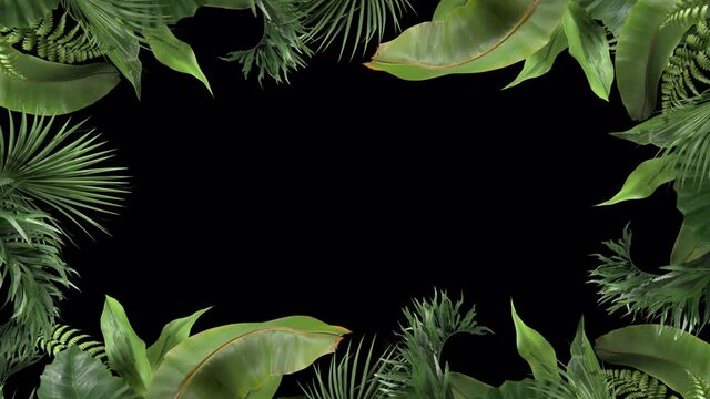 frame from tropical plants moving in the wind in a loop animation with alpha channel