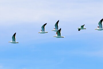 Seeschwalben im Flug
