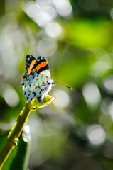 black, white and orange butterfly with a green background