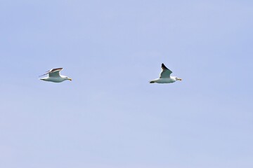 Seeschwalben im Flug