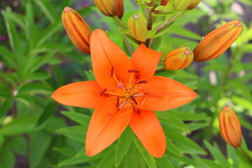 Fototapeta na wymiar Asian orange lily. Blooming in the summer in the garden. Large bright flowers. A print for photo wallpapers, devovative pillows, notebook covers and sketchbooks.