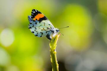 Obraz premium black, white and orange butterfly with a green background