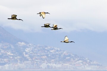 Reiher im Formationsflug