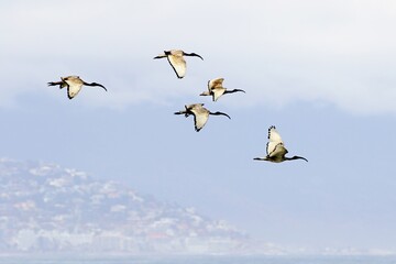 Reiher im Formationsflug
