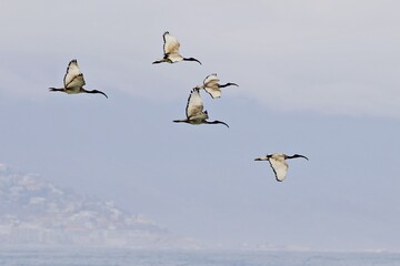 Reiher im Formationsflug