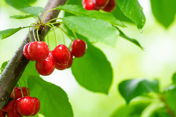 Fresh ripe red cherry branch, tree of summer fruit (Prunus avium)