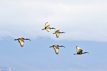 Reiher im Formationsflug