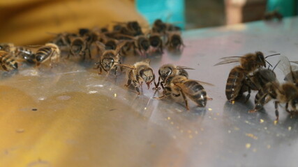bee and honey bee