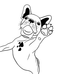 French Bulldog with black spots