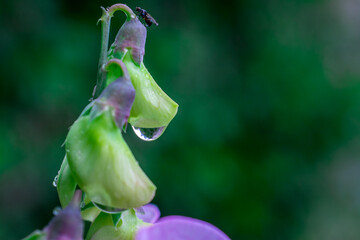 bud of a flower