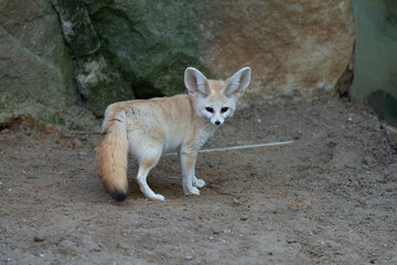 Fennec - Vulpes zerda - detail on animal from close distance