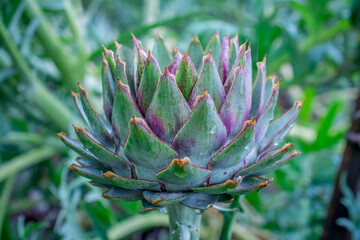 close up of a cactus