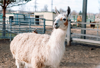 an alpaca resembling a llama from South America is in its pen on a farm.