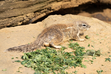 Cape ground squirrel - Xerus inauris - close up on the animal