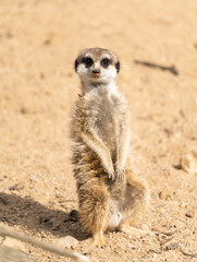 Meerkat - suricata suricatta - detail on the animal from close distance in its natural habitat