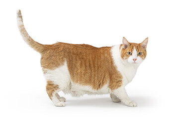 Large Adult Pet Cat Standing