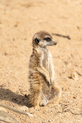 Fototapeta premium Meerkat - suricata suricatta - detail on the animal from close distance in its natural habitat