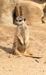 Fototapeta premium Meerkat - suricata suricatta - detail on the animal from close distance in its natural habitat