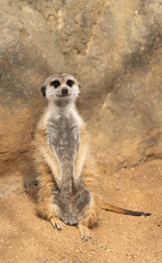 Fototapeta premium Meerkat - suricata suricatta - detail on the animal from close distance in its natural habitat