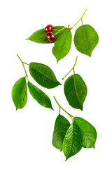 Falling fresh green leaves of cherry with two berries isolated on a white background.