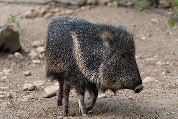 Wild pig - detail on the specimen
