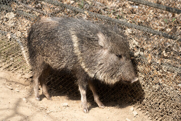 Wild pig - detail on the specimen