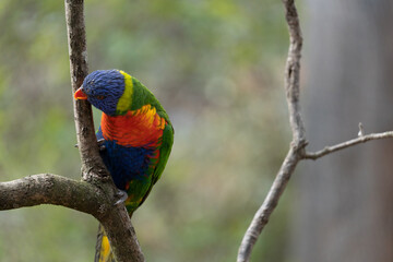 Rainbow lorikeet - Trichoglossus moluccanus - detail on the specimen