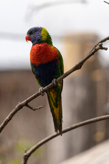 Rainbow lorikeet - Trichoglossus moluccanus - detail on the specimen