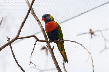 Rainbow lorikeet - Trichoglossus moluccanus - detail on the specimen