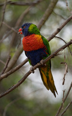 Rainbow lorikeet - Trichoglossus moluccanus - detail on the specimen
