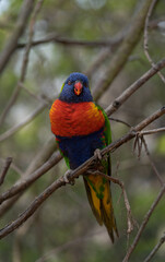 Rainbow lorikeet - Trichoglossus moluccanus - detail on the specimen