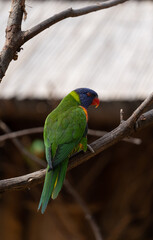Rainbow lorikeet - Trichoglossus moluccanus - detail on the specimen