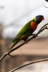 Rainbow lorikeet - Trichoglossus moluccanus - detail on the specimen