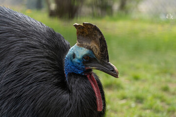 Cassowary - Casuarius casuarius - Close up shot on birds head