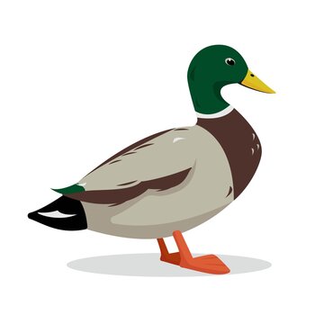 Wild male duck. Cute Mallard isolated on white background. Cartoon icon vector illustration.