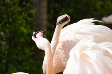 Naklejka premium Greater flamingo - Phoenicopterus roseus - Isolated focus on the heads of the birds