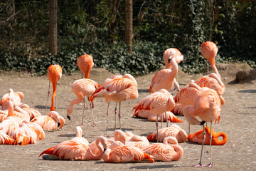 American flamingo - Phoenicopterus ruber - close up on a pack of american flamingos
