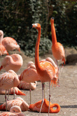American flamingo - Phoenicopterus ruber - close up on a pack of american flamingos
