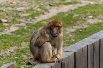 Barbary macaque - Macaca sylvanus - specimen sitting on wooden palisade