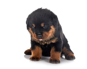 puppy rottweiler in studio