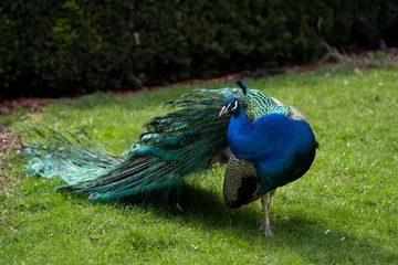 Fotobehang Detail on colorful adult peacock © MatT