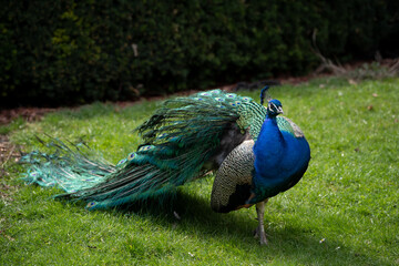 Obraz premium Detail on colorful adult peacock