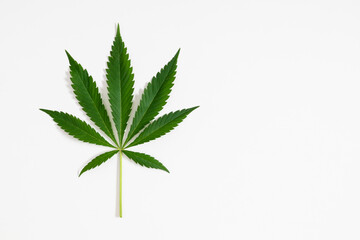 Green hemp or cannabis leaf on white background. Flat lay, top view, copy space