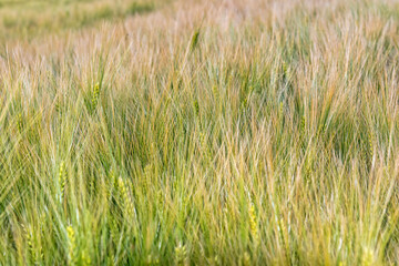 Nice rolling green field. Agricultural field with barley. Beautiful field of cereals (wheat, barley, oats) green on a sunny spring day.