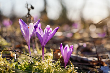 Sun shines on wild purple and yellow iris (Crocus heuffelianus discolor)  flowers growing in forest, moss around