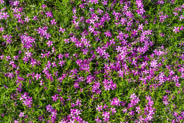 Top view bright purple flowers of Phlox subulata.