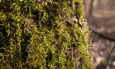 Fine green moss growing on tree in forest, closeup macro detail, abstract natural background