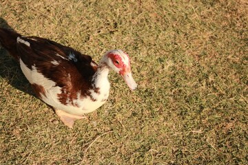 duck on grass 