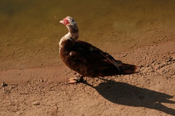 duck next to water 